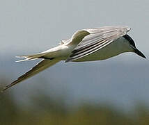 Gull-billed Tern