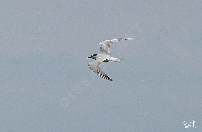 Gull-billed Tern, Flight