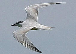 Gull-billed Tern