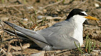 Little Tern