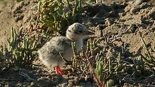 Little Tern