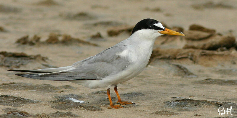 Little Tern, identification