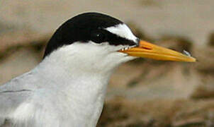 Little Tern