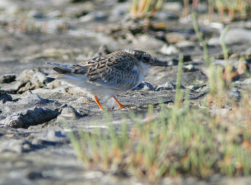 Little Ternjuvenile, identification, Behaviour