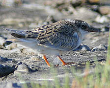 Little Tern