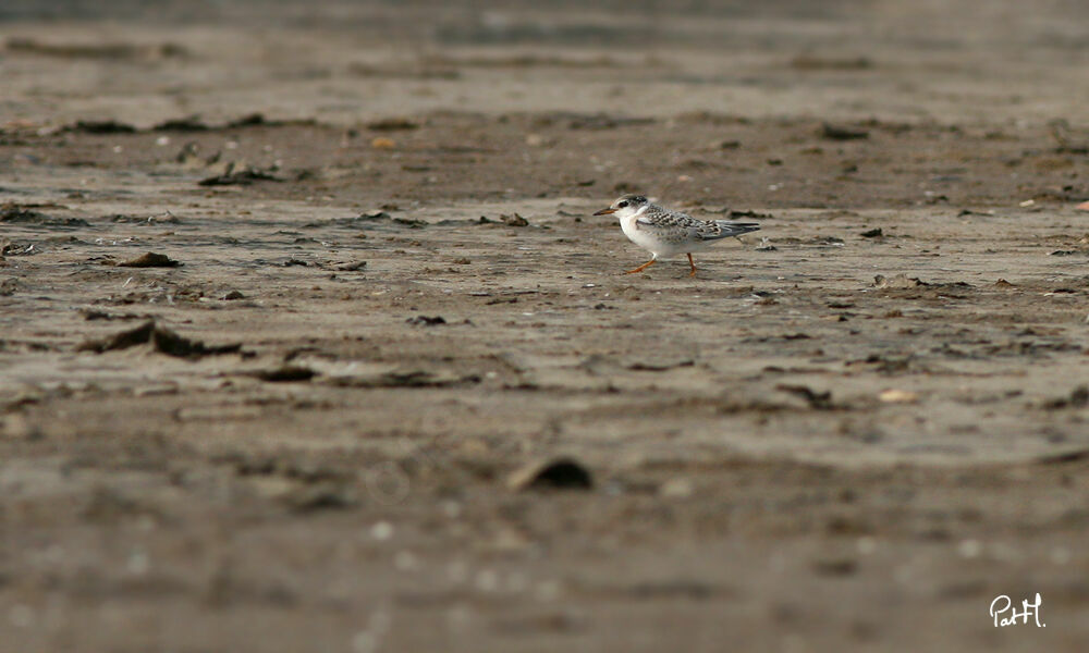 Little Ternjuvenile