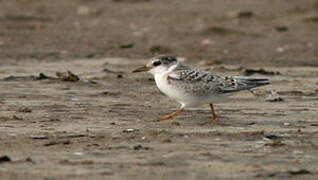 Little Tern