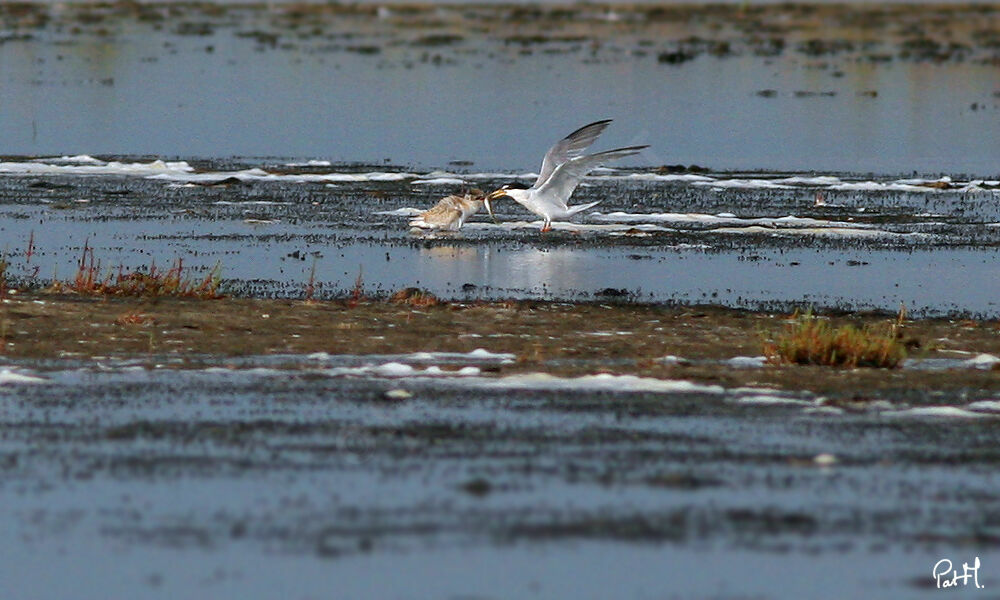 Little Tern, feeding habits, Reproduction-nesting