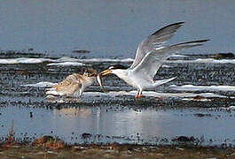 Little Tern