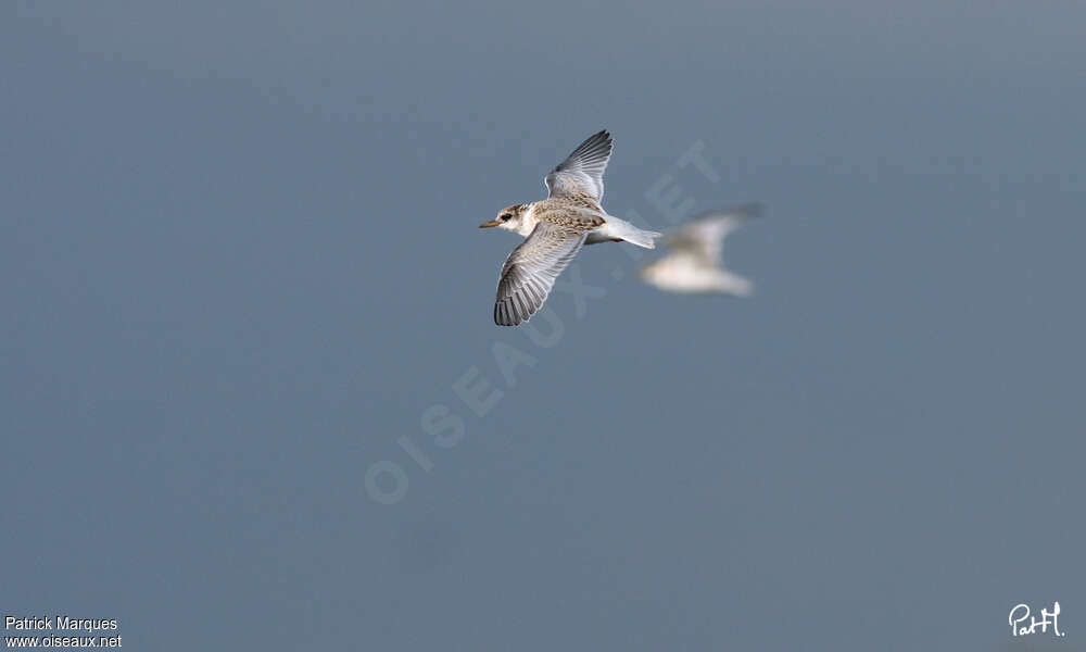 Little Ternjuvenile, Flight