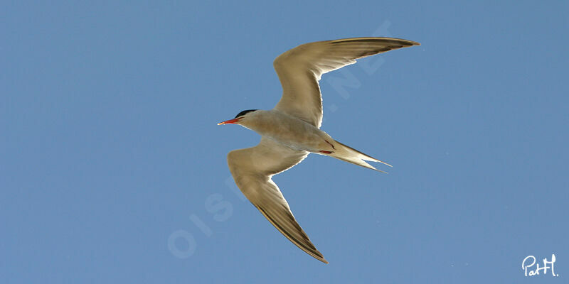 Common Tern, Flight