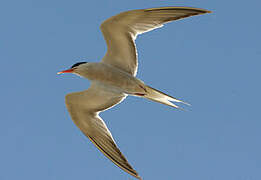 Common Tern