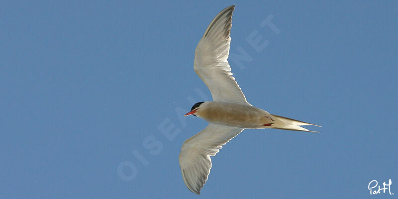 Common Ternadult, Flight