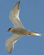 Common Tern