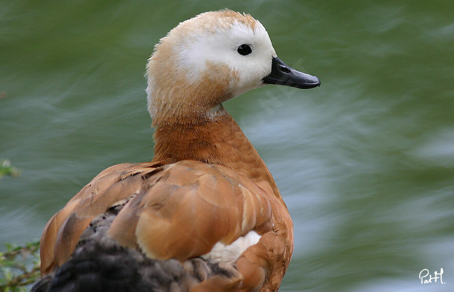 Tadorne casarca, identification