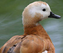 Ruddy Shelduck