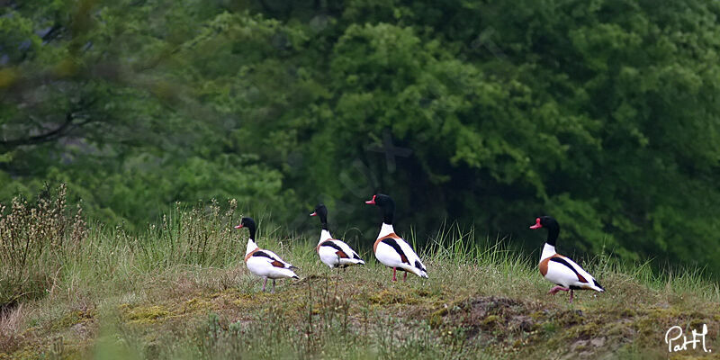 Common Shelduckadult, identification