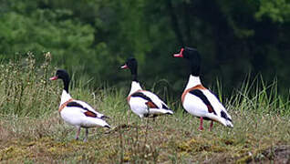 Common Shelduck