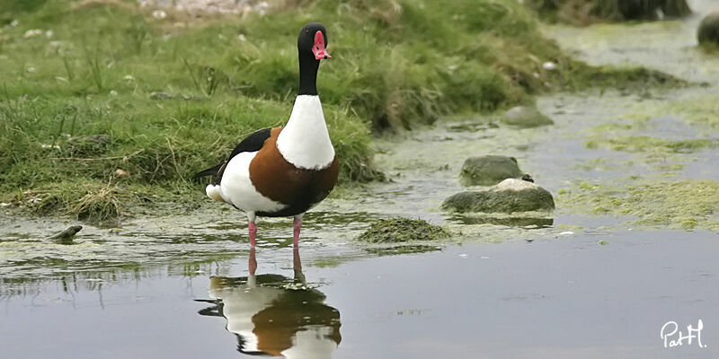 Common Shelduckadult breeding, identification