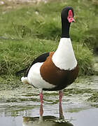 Common Shelduck