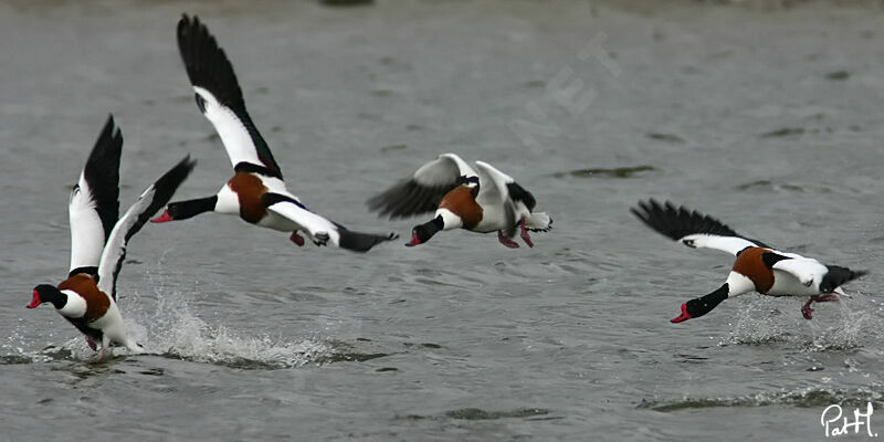 Common Shelduckadult, Flight, Behaviour