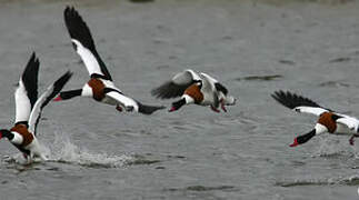 Common Shelduck