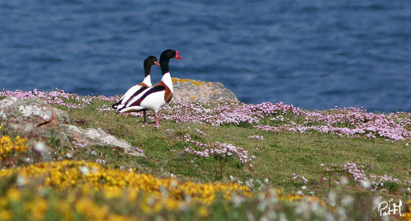 Common Shelduck adult breeding, identification, Behaviour