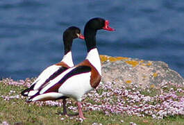 Common Shelduck