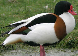 Common Shelduck