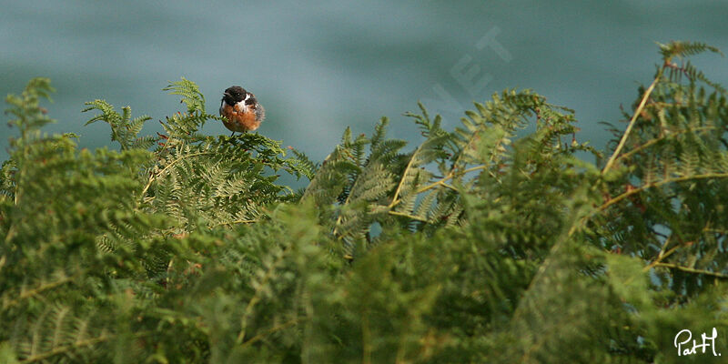 European Stonechat male, identification