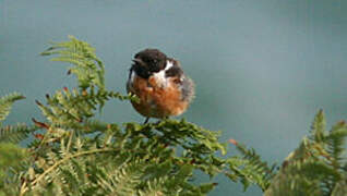 European Stonechat