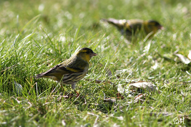 Eurasian Siskin male adult, identification