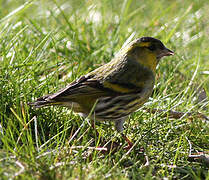 Eurasian Siskin