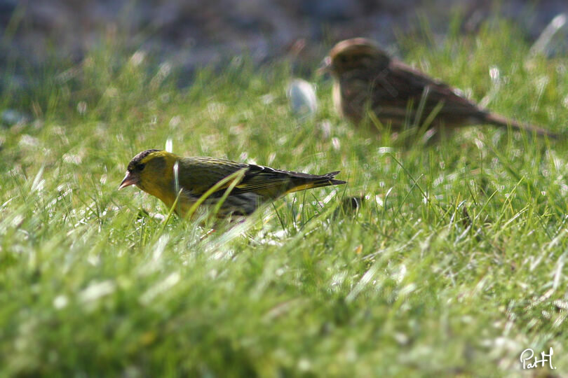 Tarin des aulnes mâle adulte, identification