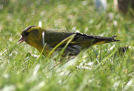 Eurasian Siskin