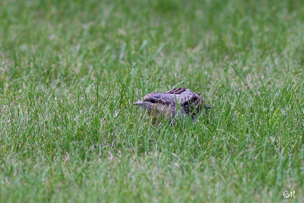 Eurasian Wryneck