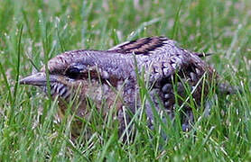 Eurasian Wryneck