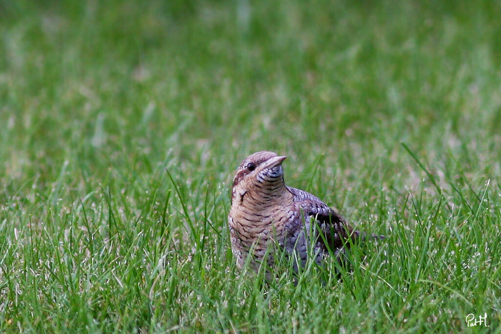 Eurasian Wryneck