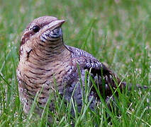 Eurasian Wryneck