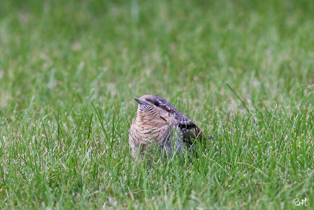 Eurasian Wryneck