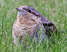 Eurasian Wryneck