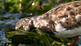 Ruddy Turnstone