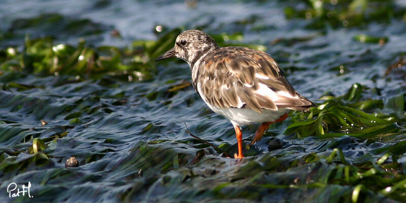 Ruddy Turnstone