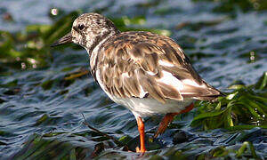 Ruddy Turnstone