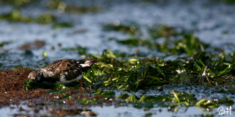 Ruddy Turnstone, feeding habits, Behaviour