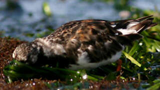 Ruddy Turnstone