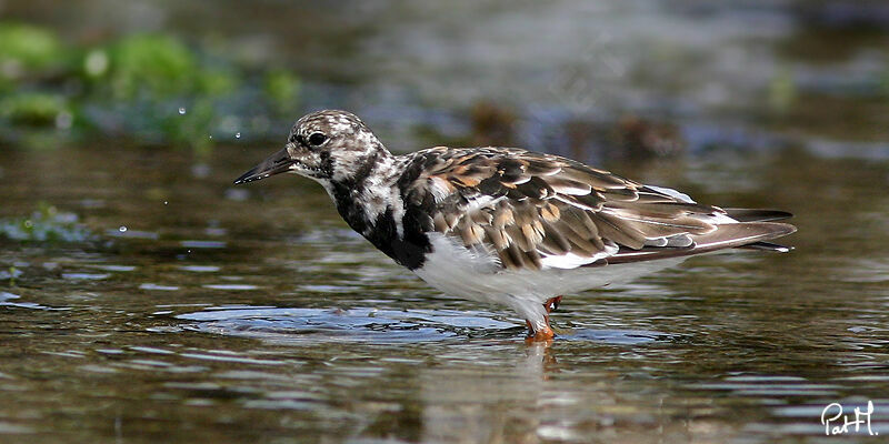 Ruddy Turnstone, identification