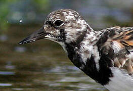 Ruddy Turnstone