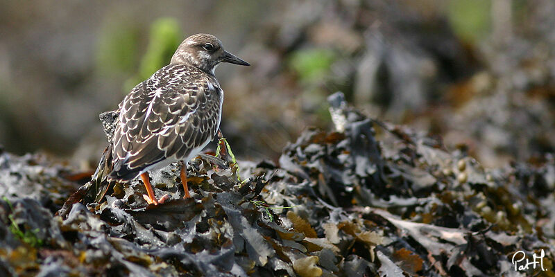 Tournepierre à collier, identification