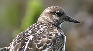 Ruddy Turnstone